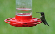 25th Apr 2016 - The Hummers Are Here