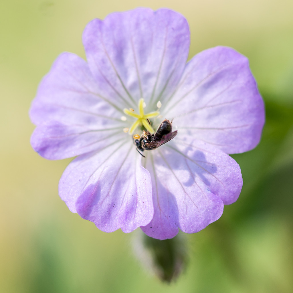 Geranium with Bee  by rminer