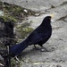  Blackbird 6 by oldjosh