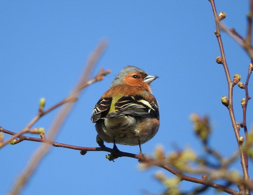   Chaffinch Male by oldjosh