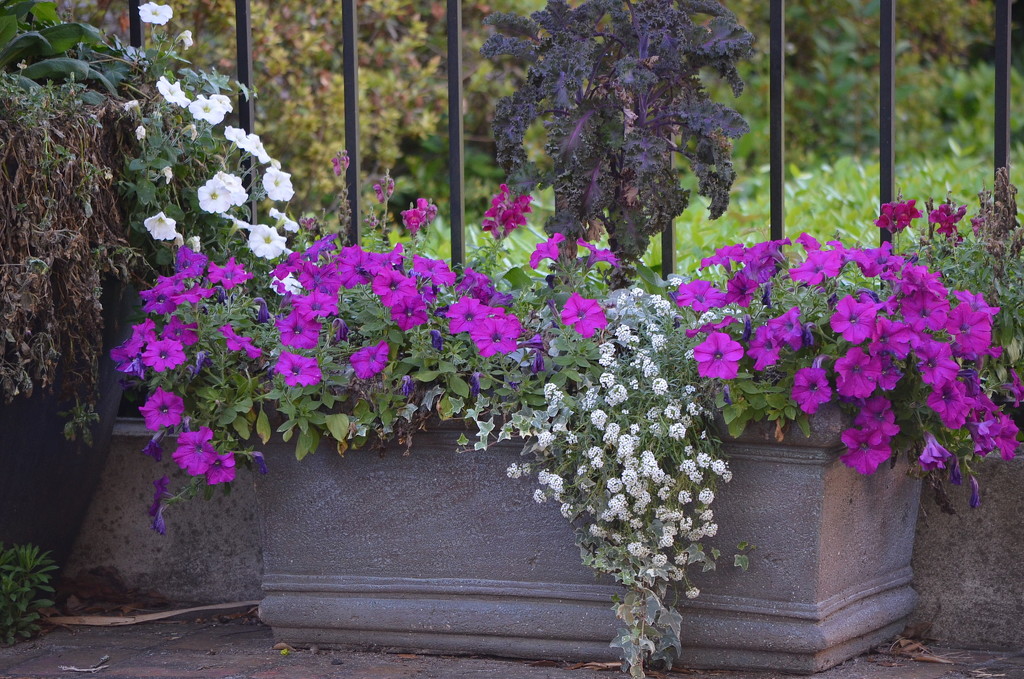 Petunias in flower container, historic district, Charleston, SC by congaree