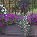 Petunias in flower container, historic district, Charleston, SC by congaree
