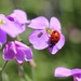 Lovely Ladybird by jamibann