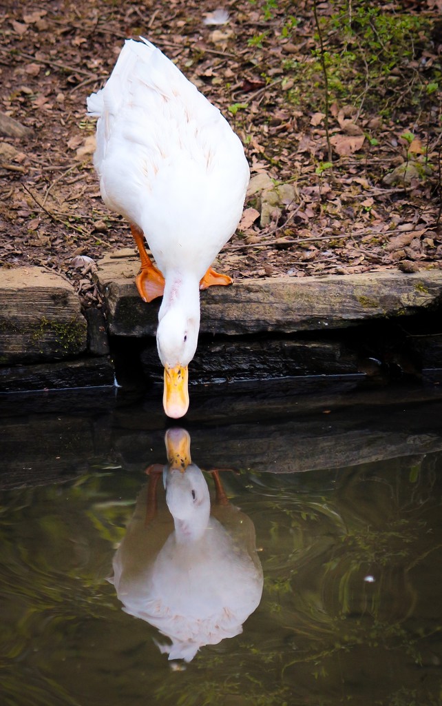 The vanity of ducks by swillinbillyflynn