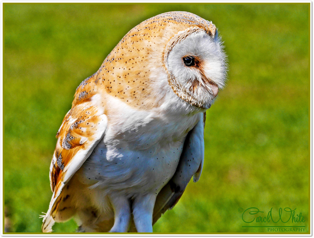Barn Owl by carolmw