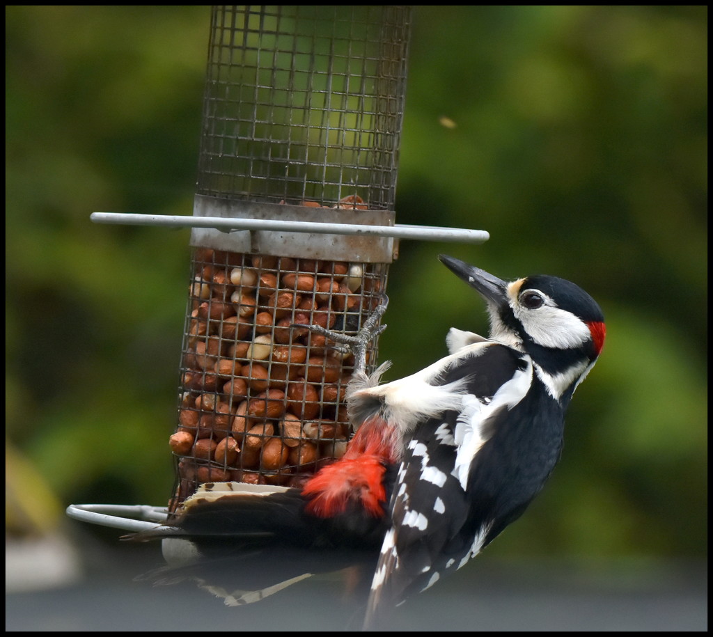 Woodie  Woodpecker by rosiekind