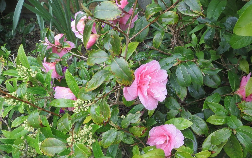 Camellia's in Bloom by foxes37