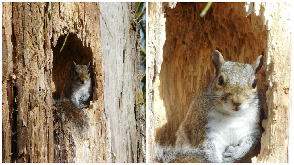 Squirrel by 365anne