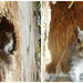 Squirrel by 365anne