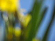 26th Apr 2016 - Abstract daffodil