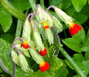 26th Apr 2016 - Red Cowslips