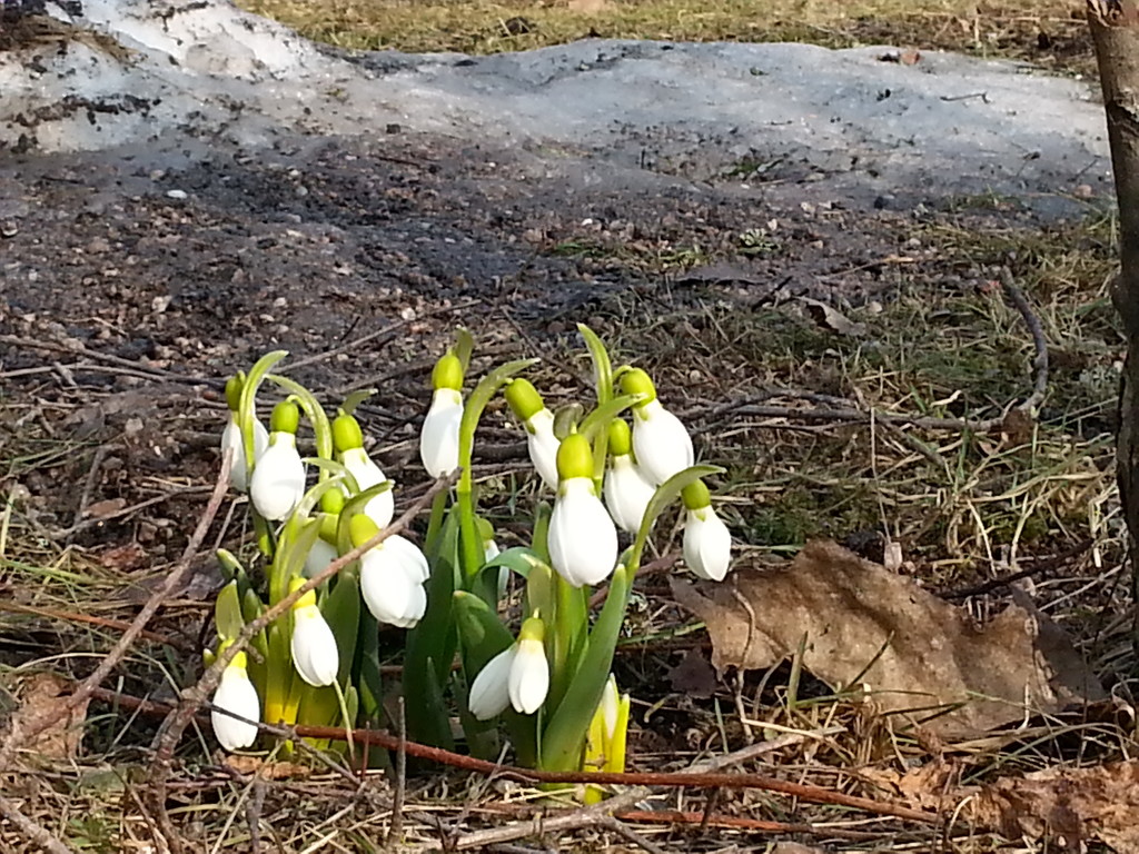 Snowdrops growing by annelis
