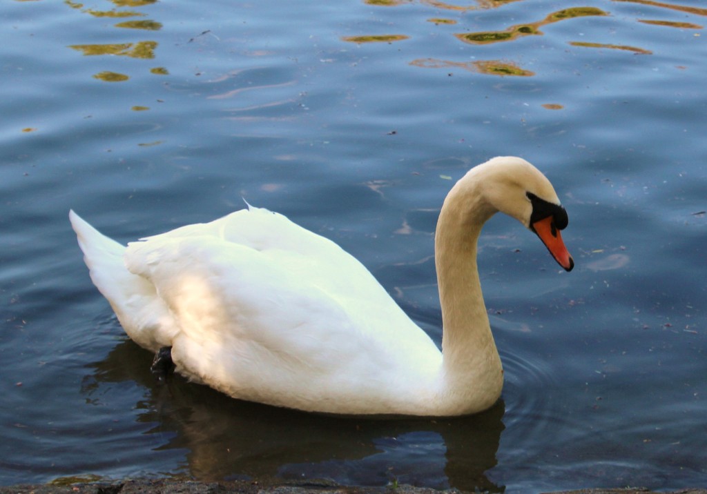 Swan 5 by oldjosh