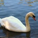 Swan 5 by oldjosh