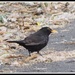 Blackbird 4 by oldjosh