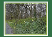 26th Apr 2016 - Daffodil path beside the trees in Cut Wood.