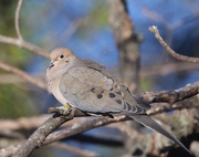 24th Apr 2016 - Mourning Dove