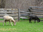 8th Apr 2016 - Leicester Longwool Sheep