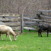Leicester Longwool Sheep by annepann