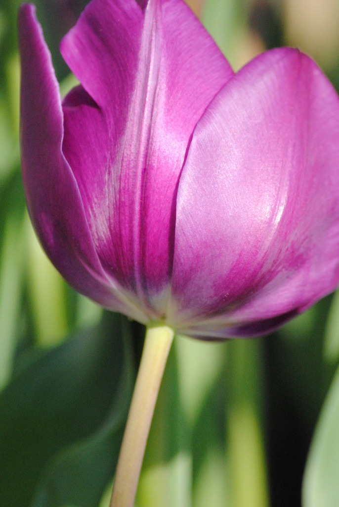 Purple Petals by genealogygenie