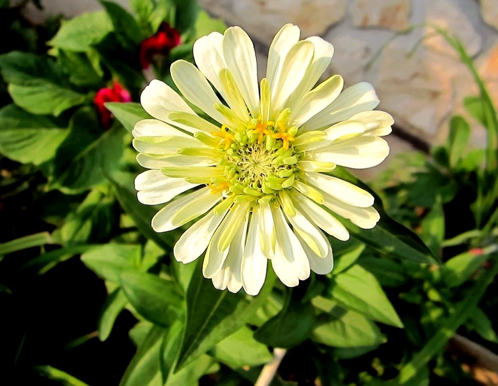 Bijeli cvijetić by vesna0210
