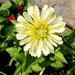 Bijeli cvijetić by vesna0210