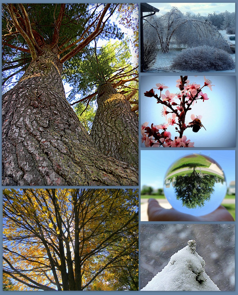 My Favorite Pictures of Trees! by homeschoolmom