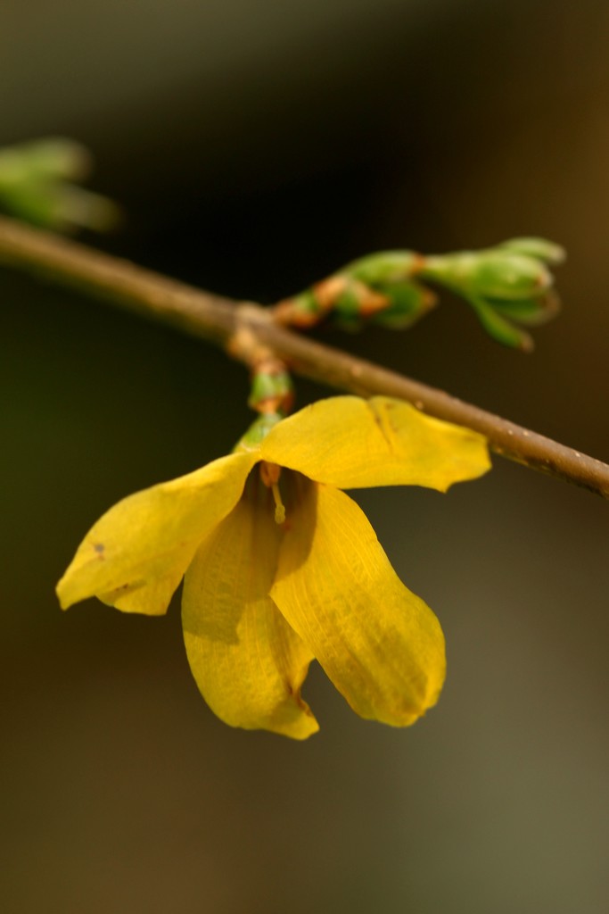 The last forsythia by mzzhope
