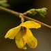 The last forsythia by mzzhope