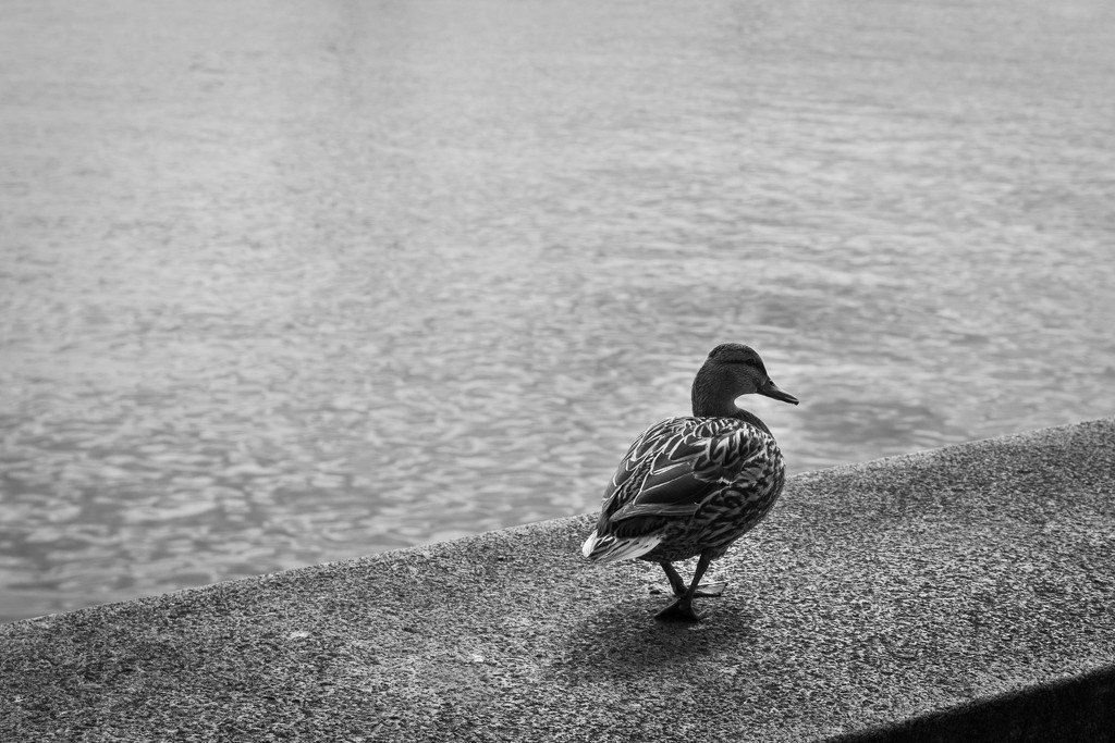 swisse duck #297 by ricaa