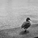 swisse duck #297 by ricaa