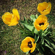 7th Apr 2016 - Yellow Tulips, Brown Grass