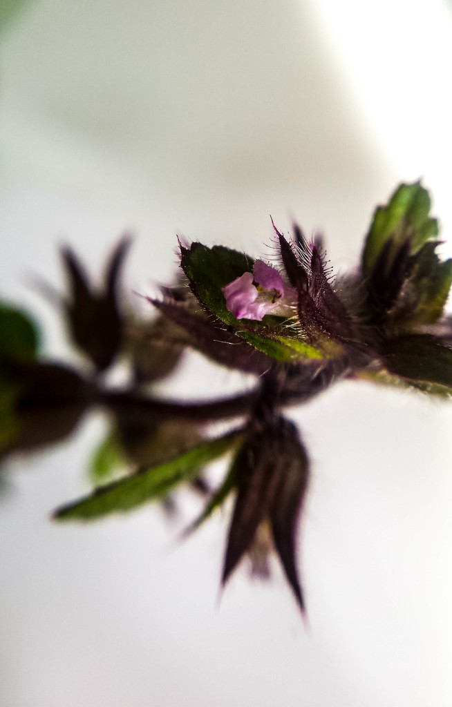 Tiny unidentified wildflower... by m2016