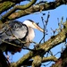 Nesting heron by julienne1