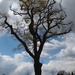 Tree by cpw