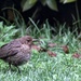 Young blackbird by spectrum