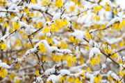 26th Apr 2016 - Forsythia in the snow