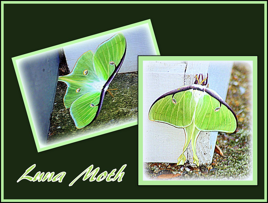Luna Moth by vernabeth