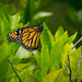 Monarch Butterfly by rickster549