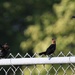 birds on a fence by scottmurr