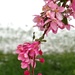 Spring blossoms by dmdfday