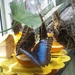 Butterfly Breakfast by jnadonza