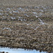 Field of Gulls by kareenking