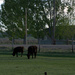 Evening Grazing by clemm17
