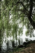 26th Apr 2016 - Willow by the lake