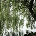 Willow by the lake by cristinaledesma33