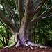 Beautiful Tree Trunks & Roots. by happysnaps