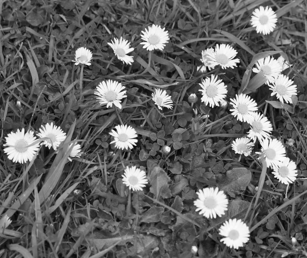 Daisys in black and white.... by anne2013