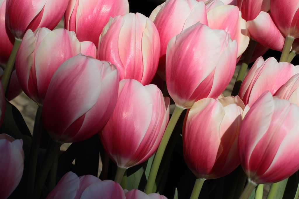 tulips in pink by blueberry1222