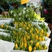 tulips in yellow by blueberry1222